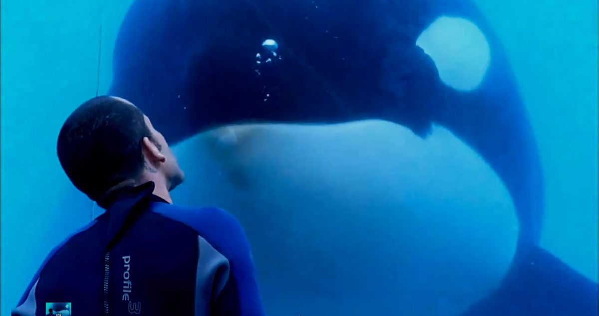 Blackfish: a heartbreaking plea for a species’ freedom